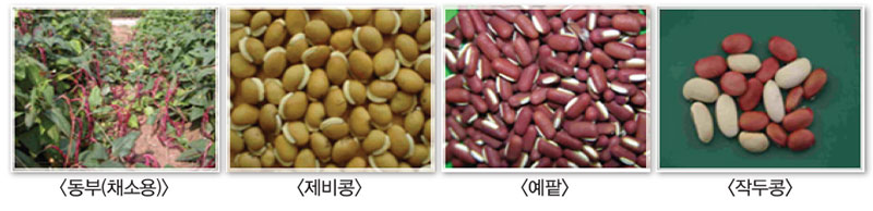 콩과작물 종실특성