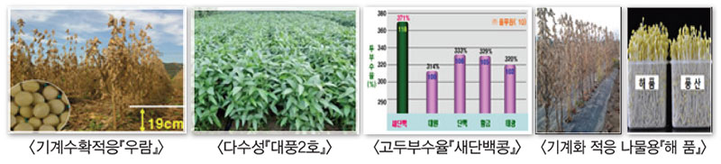 고품질 콩나물
