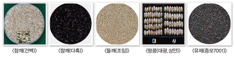 유지작물 작물별 종실특성