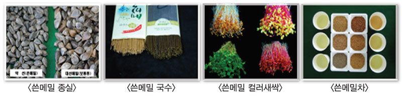쓴메밀 차 개발