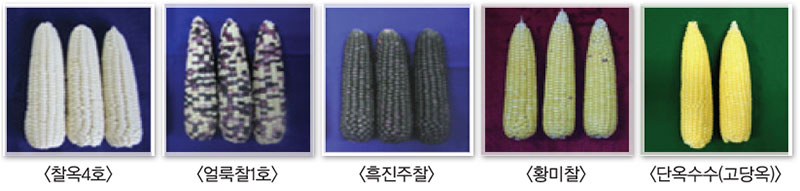 옥수수 최고품질