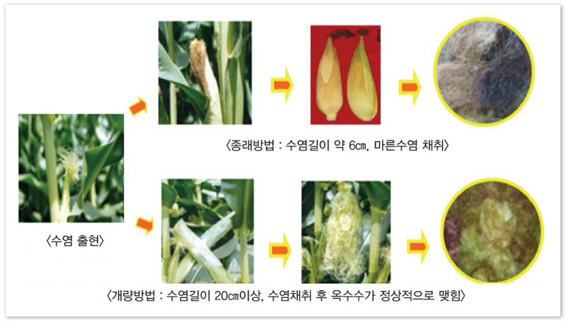 옥수수 수염차 ‘메이신’