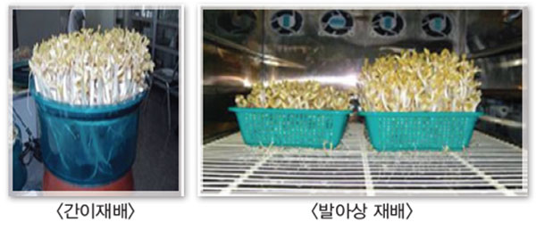 땅콩 싹나물 기르는 방법