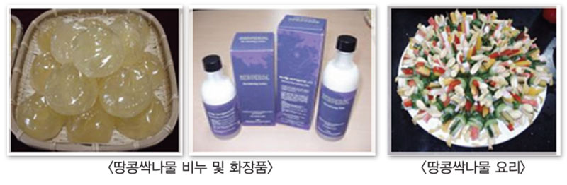 땅콩 싹나물 식품소재 활용성