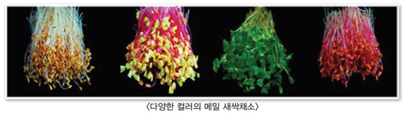 다양한 컬러 메밀 새싹