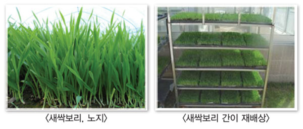 새싹보리 기르는 방법