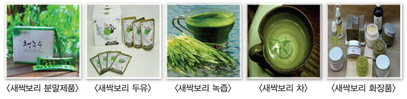 새싹보리 가공식품