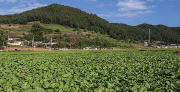 전라남도 돌산읍 갓 재배 환경