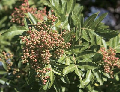 사찰 김치 재료 산초나무 열매