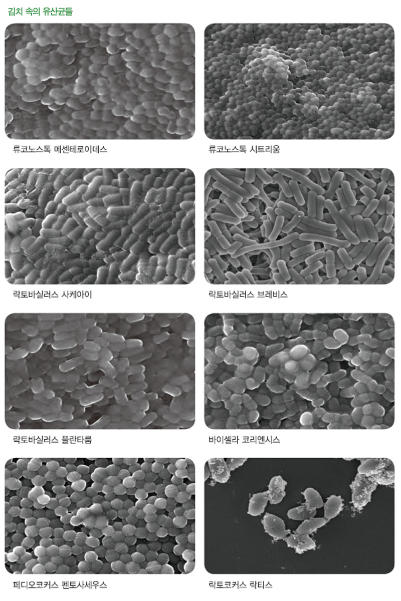 김치 속의 유산균들