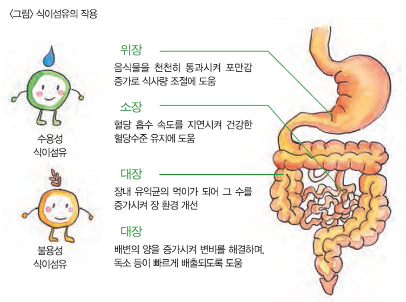 식이섬유의 작용