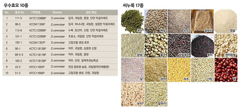 한국식품연구원 우수 효모 10종과 씨누룩 17종