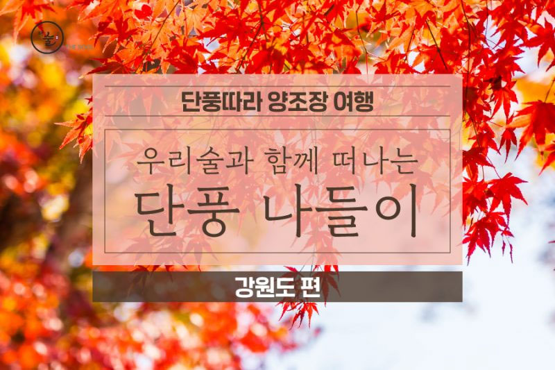 단풍놀이와 함께 가는 양조장 – 강원도편