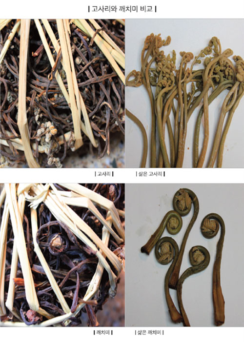 고사리와 깨치미 비교