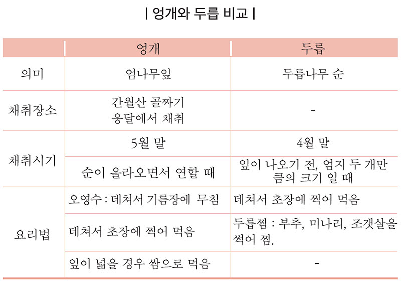 엉개와 두릅 비교