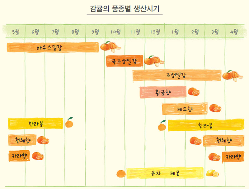 감귤의 품종별 생산 시기