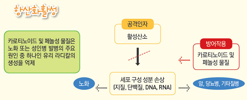 감귤의 항산화활성