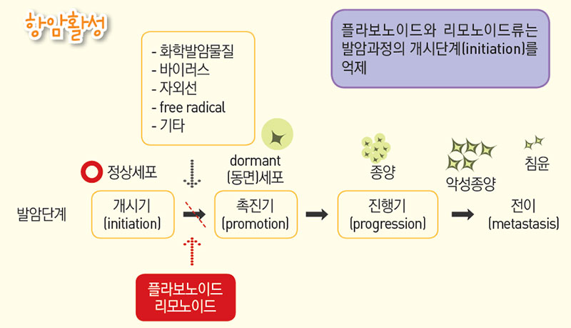 감귤의 항암활성