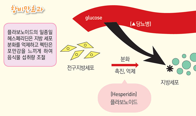 감귤의 항비만효과 No1.