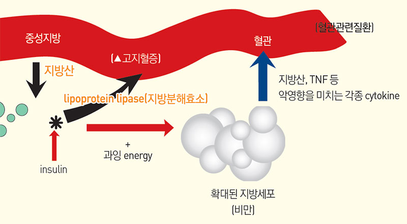 감귤의 항비만효과 No2.