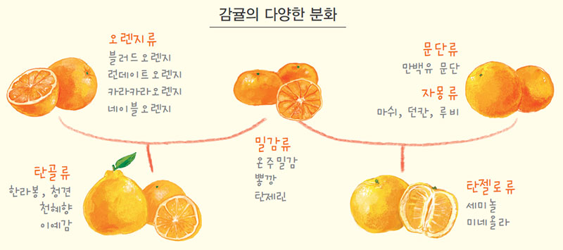 감귤의 다양한 분화