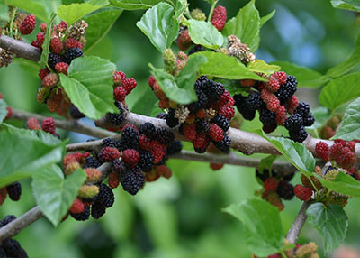 오디(Mulberry fruit) 열매