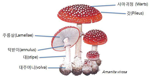 버섯의 부위별 명칭