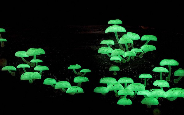 Mycena chlorophos Mushroom