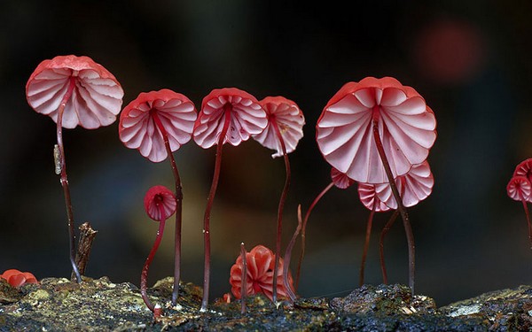 Marasmius haematocephalus Mushroom