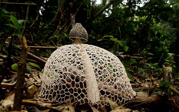 Phallus indusiatus Mushroom