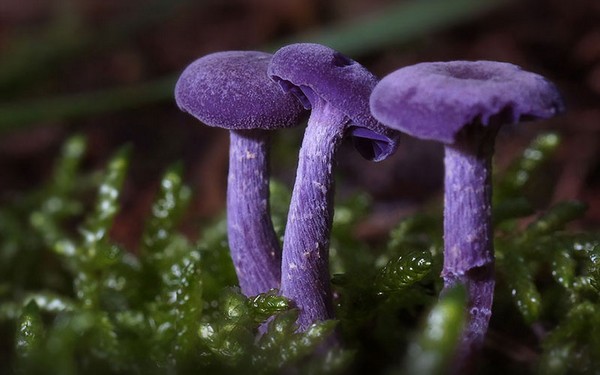 Amethyst deceiver Mushroom