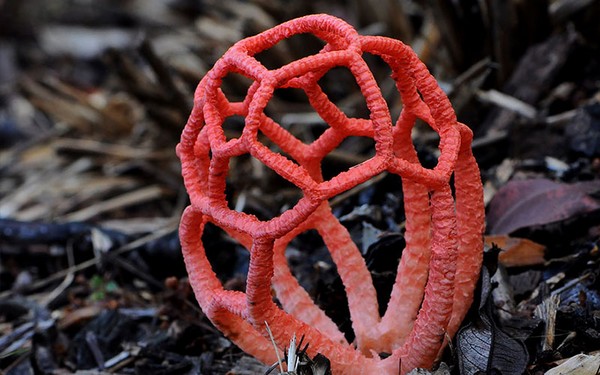 Clathrus ruber Mushroom