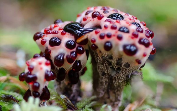 Hydnellum peckii Mushroom