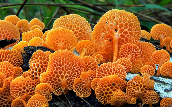 Favolaschia calocera Mushroom