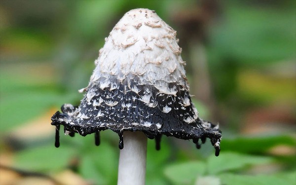 Coprinus comatus Mushroom