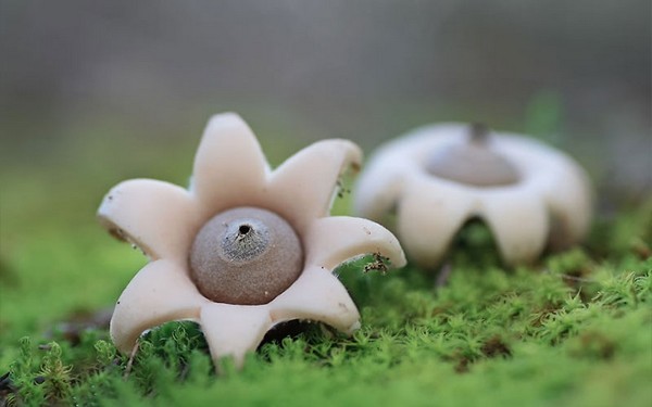 Geastrum minimum Mushroom