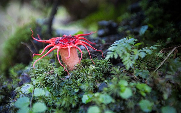 Aseroe rubra Mushroom