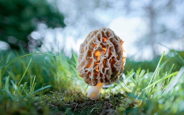 Morchella esculenta Mushroom