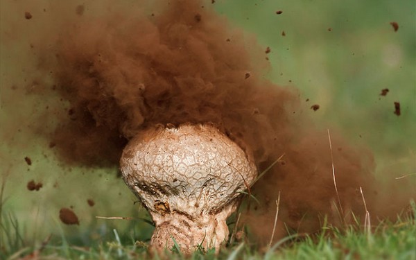 Puffball mushroom