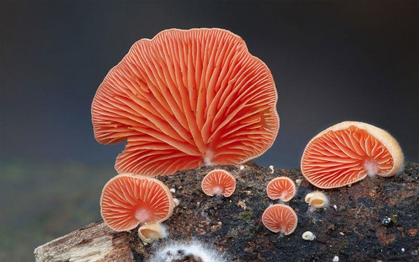 Crepidotus Mushroom