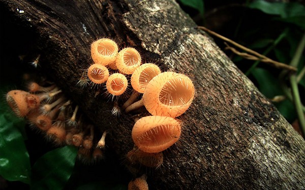 Tiny Golden Mushrooms