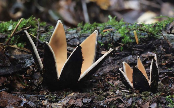 Chorioactis Mushroom