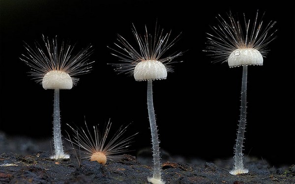 Hairy mycena Mushroom