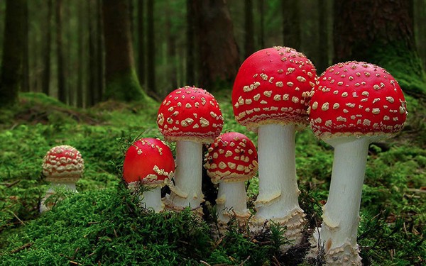 Amanita muscaria Mushroom