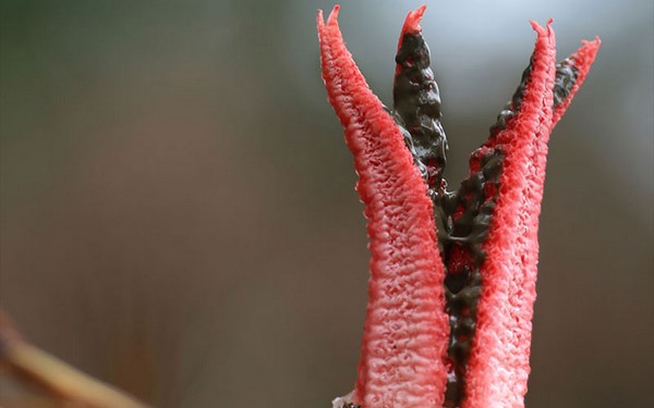 Clathrus archeri Mushroom