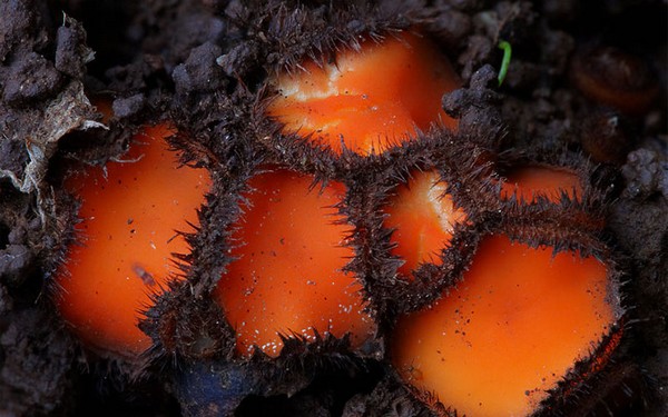 Scutellinia scutellata Mushroom