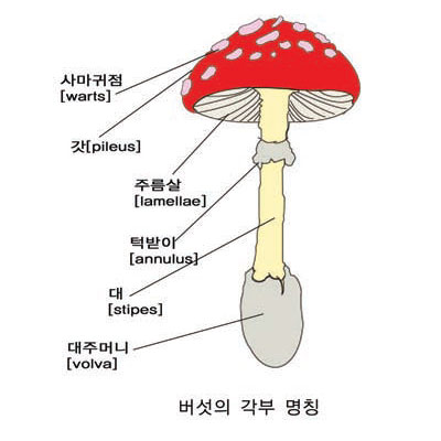 버섯의 각부 명칭