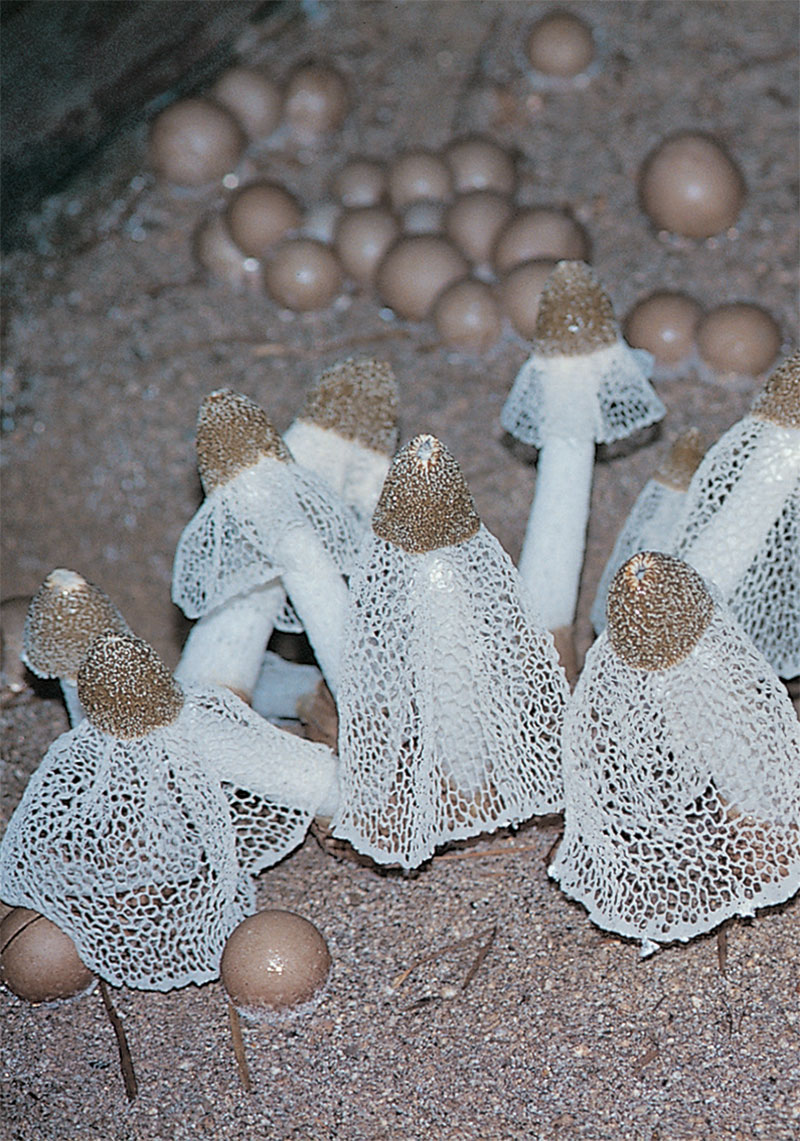 흰돌기망태버섯