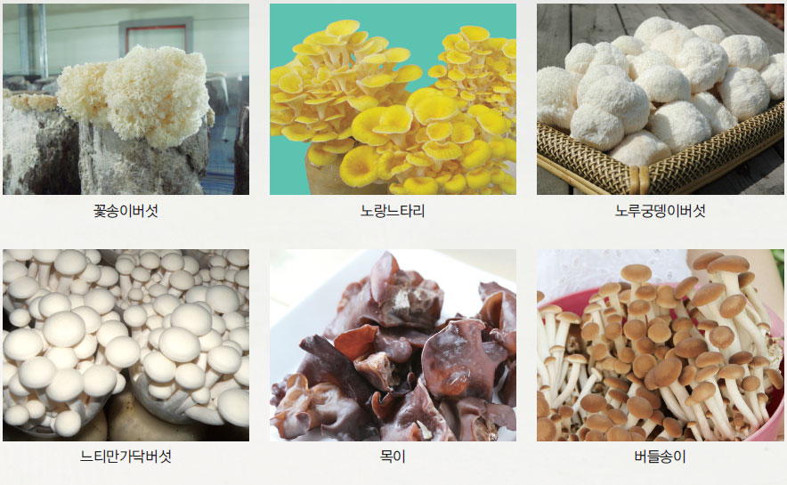 버섯 전문 요리에 사용된 버섯 사진 No1.