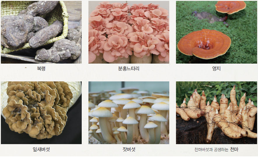 버섯 전문 요리에 사용된 버섯 사진 No2.